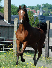 Elandro D'Apdeco