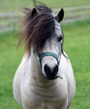 Falabella Sugar