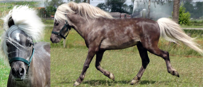 Rabbit Hutch Ranch Charro Star