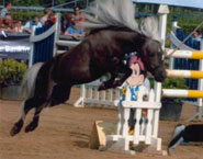 Rabbit Hutch Ranch Charro Star