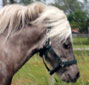 Rabbit Hutch Ranch Charro Star