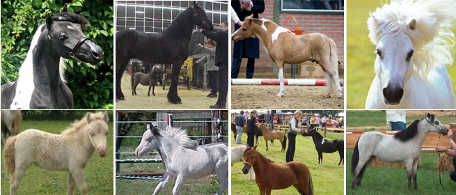Nederlands Mini Paarden Registratie Stamboek