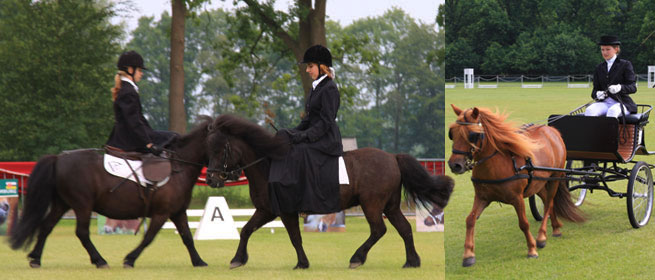 Nederlands Shetland Pony Stamboek 