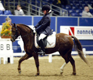 Nederlands Welsh Pony & Cob Stamboek