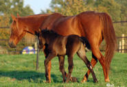 Tennessee Walking Horse